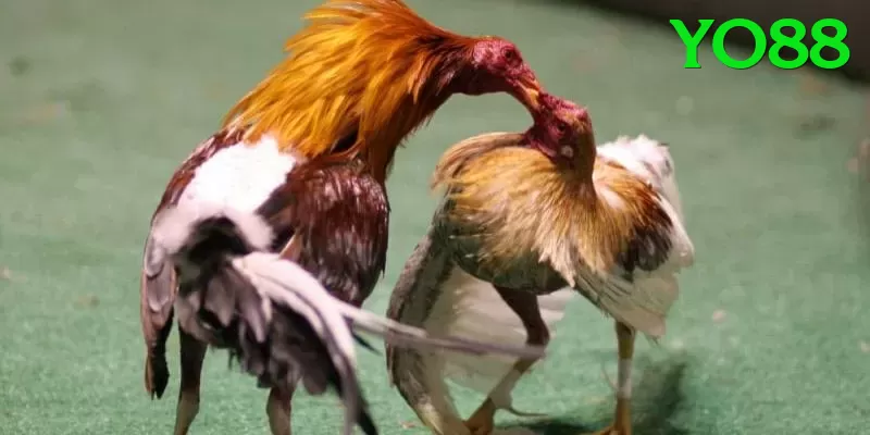 Đá Gà Trực Tiếp - Ưu đãi đặc biệt - Game offline