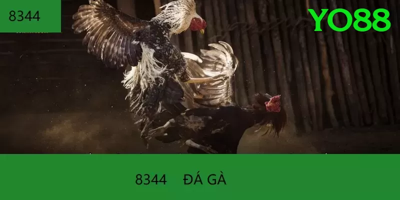 Đá Gà Trực Tiếp - Trải nghiệm tuyệt vời - Game RPG